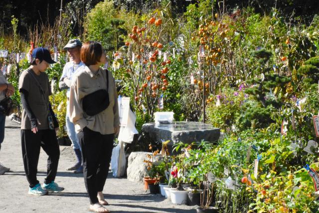 秋を彩る花木が展示、販売されている植木市を楽しむ来場客＝３日午前、宮崎市・宮崎神宮東神苑