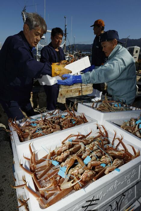 石川県輪島市の輪島港に水揚げされたズワイガニ。能登半島地震後初めて出荷された＝8日午前