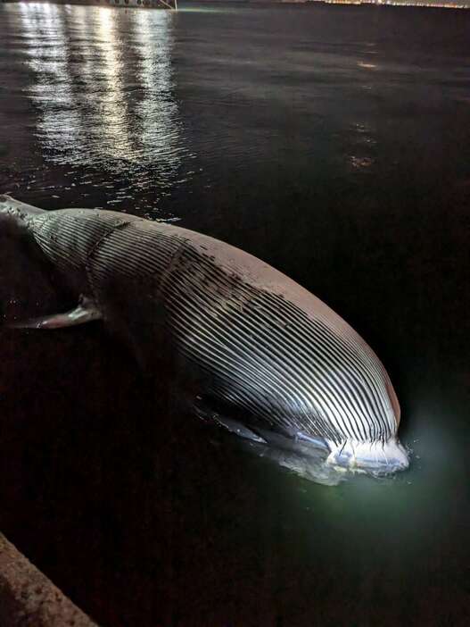 係留されているクジラの死骸（神戸市提供）