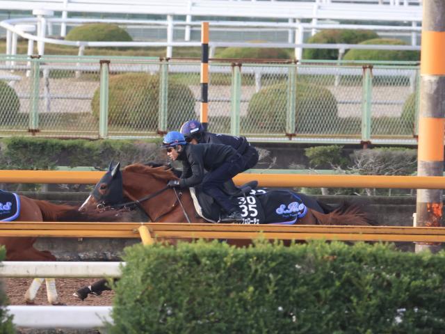 朝日杯FSに出走予定のアルテヴェローチェ(撮影：井内利彰)