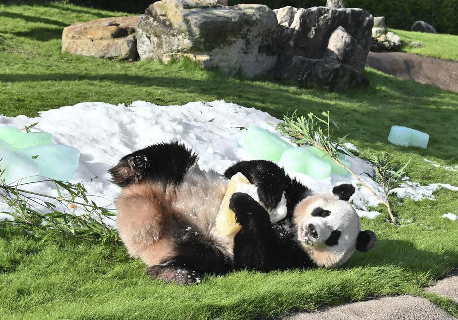 4歳の誕生日を迎えたジャイアントパンダ「楓浜」＝22日午前、和歌山県白浜町のアドベンチャーワールド