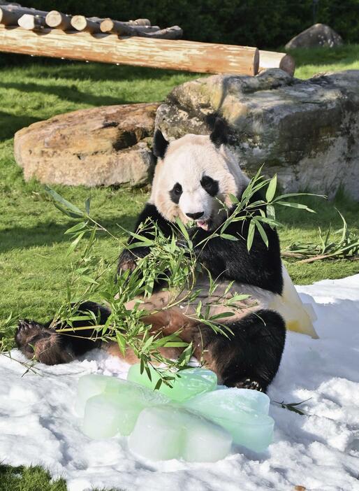 4歳の誕生日を迎え、氷をプレゼントされたジャイアントパンダ「楓浜」＝22日午前、和歌山県白浜町のアドベンチャーワールド