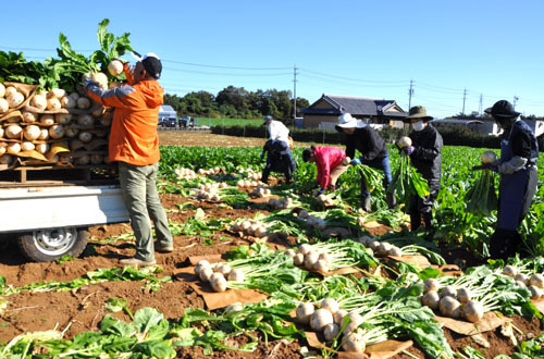 【カブラを収穫する従業員ら＝四日市市桜町の山原農場で】