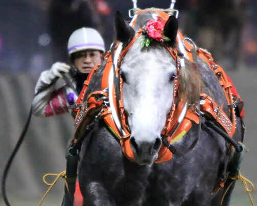 クインCを制したミュウ（写真提供・ばんえい十勝）