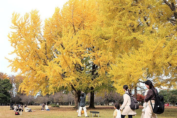 園内を彩るイチョウの大木