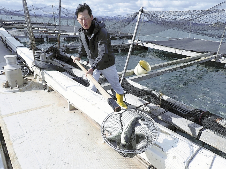 大きく育った「淡路島3年とらふぐ」を船の水槽に移す前田組合長