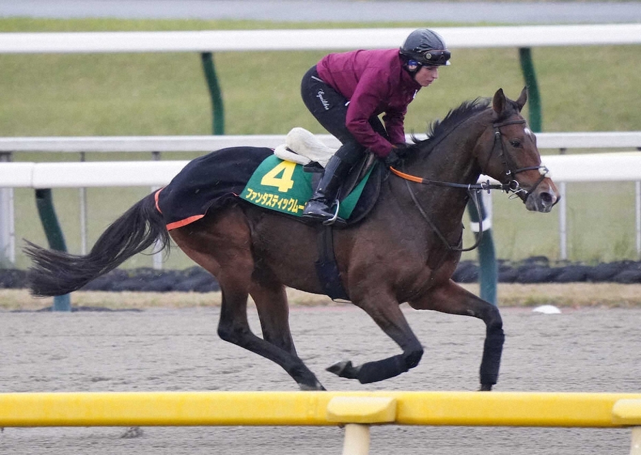 シュタインベルク師を背にダートコースで調整するファンタスティックムーン（撮影・村上大輔）