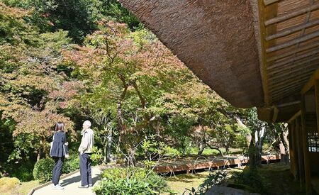 わずかに色づき始めた九年庵の紅葉＝神埼市神埼町