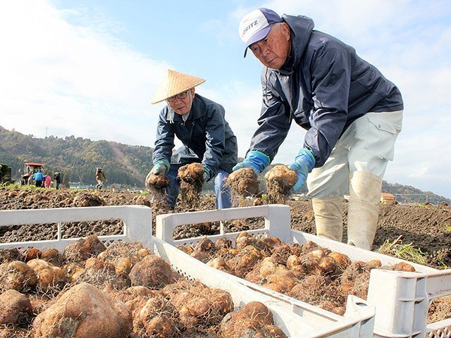 土から掘り起こされた丸いもをコンテナに並べる組合員ら＝黒部市宇奈月町栃屋