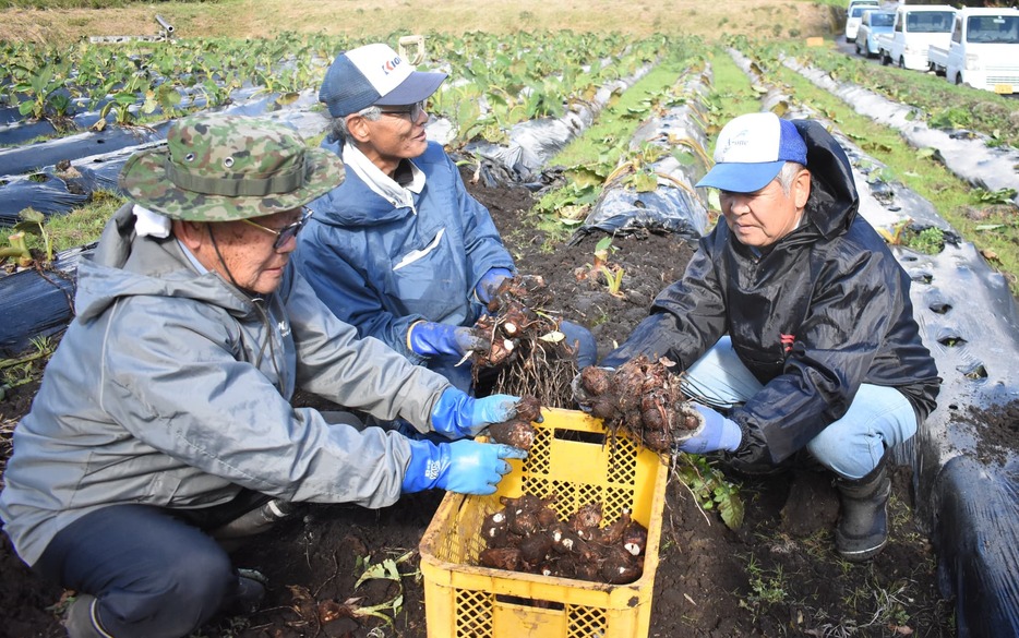 奈義町で最盛期を迎えているサトイモの収穫