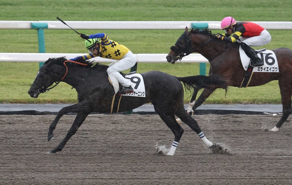 新馬戦を制したストップヤーニング（撮影・亀井　直樹）　