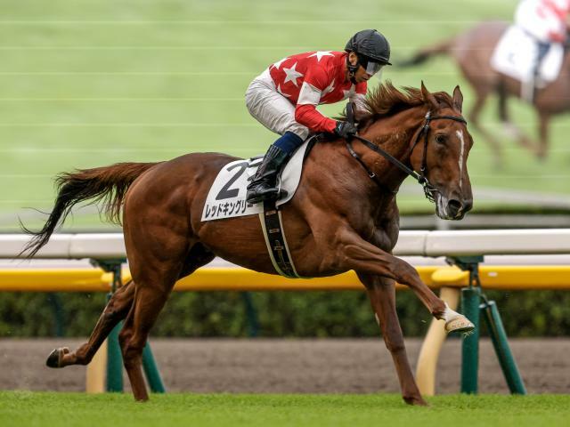 東スポ杯2歳Sに出走予定のレッドキングリー(撮影：下野雄規)