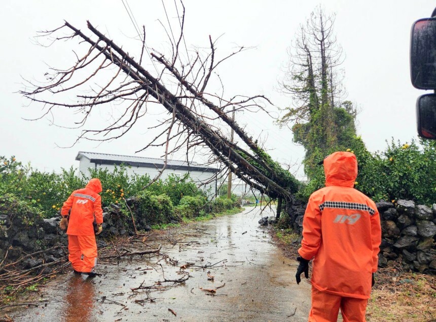 強く多くの雨が降った１日午後、西帰浦市南元邑の畑で木が倒れ消防当局が安全措置をしている。［写真　済州道消防安全本部］