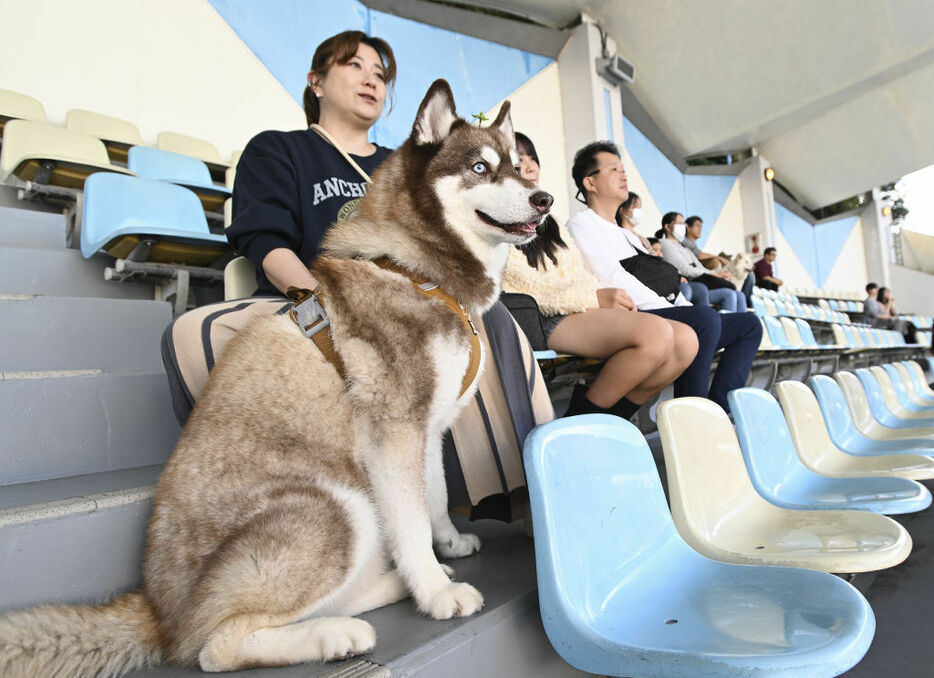 犬を連れてショーを楽しむ来館者＝沼津市の伊豆・三津シーパラダイス