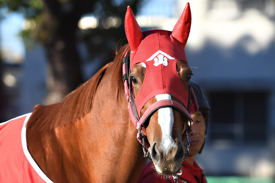 半姉にオープン馬ナルハヤがいるエリュテイヤ