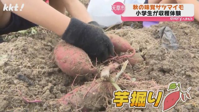 子どもたちの芋掘り