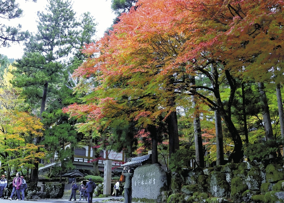 色づいた永平寺参道のモミジ（福井県永平寺町で）