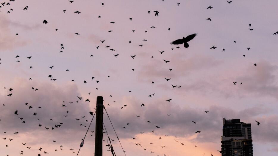 知能が高いカラスは、恨みの記憶が長続きし、攻撃も執拗だ　Photo： Alana Paterson / The New York Times