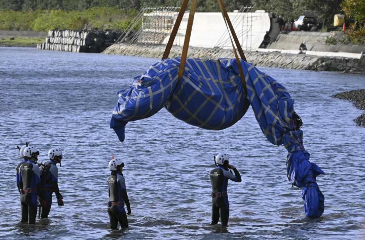 川からクレーンで引き揚げられるジンベエザメの「海」＝6日午後、宇和島市津島町近家（撮影・阪和舞）