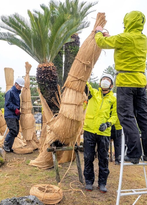 ソテツにこもを巻く作業員＝２８日、米子市西町の湊山公園