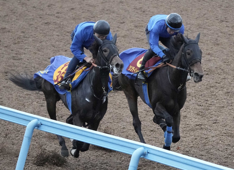 ウッドチップコース、併せ馬で追い切るシンティレーション（右）（撮影・郡司修）