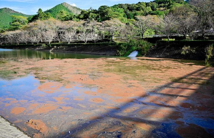 野村ダム上流の肱川で広範囲に繁茂する浮草＝8日午後、西予市宇和町明間