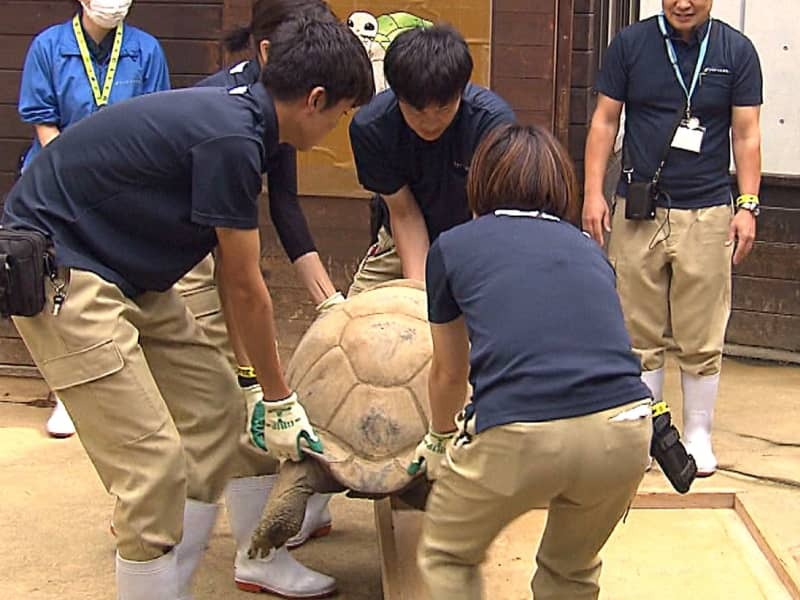 ゾウガメの体重測定を行う職員ら＝各務原市、世界淡水魚園水族館「アクア・トトぎふ」