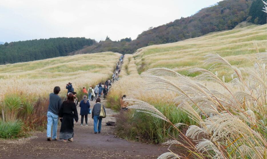 ススキが見頃を迎えた神奈川県箱根町の「仙石原すすき草原」＝12日