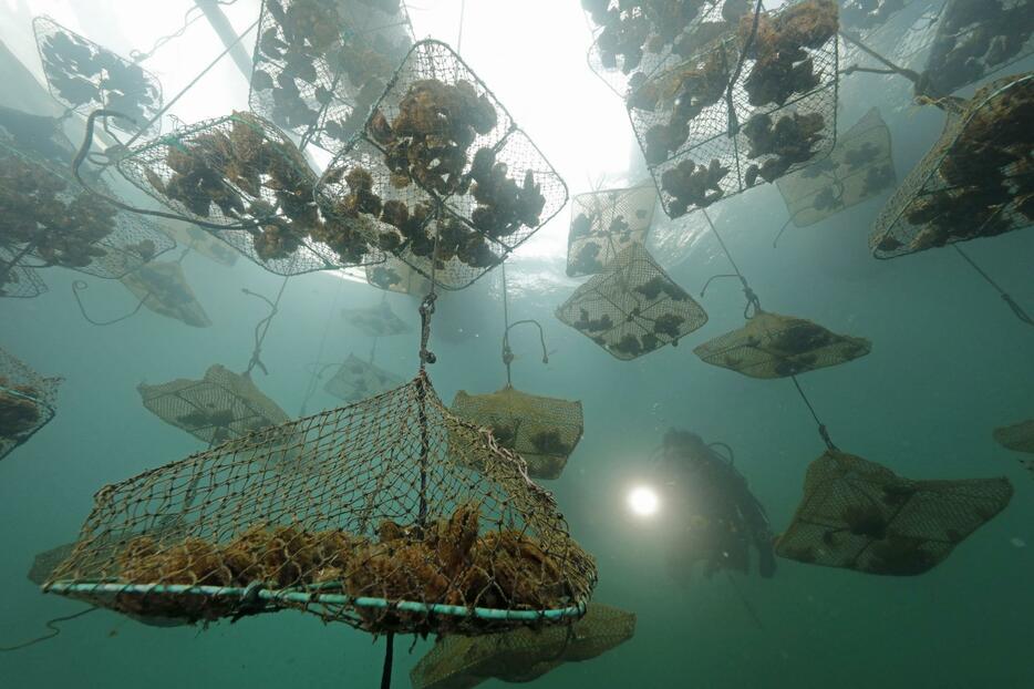 いかだにつるされたアコヤガイの入った養殖かご＝2020年10月、三重県志摩市の英虞湾