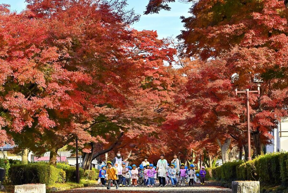 イロハモミジが真っ赤に色づいた大山参道＝27日午前10時30分、那須塩原市下永田３丁目