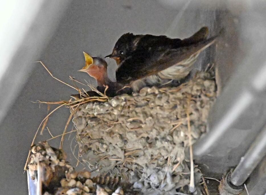 親鳥が見守る中、巣から顔を出すツバメのひな＝阪急逆瀬川駅