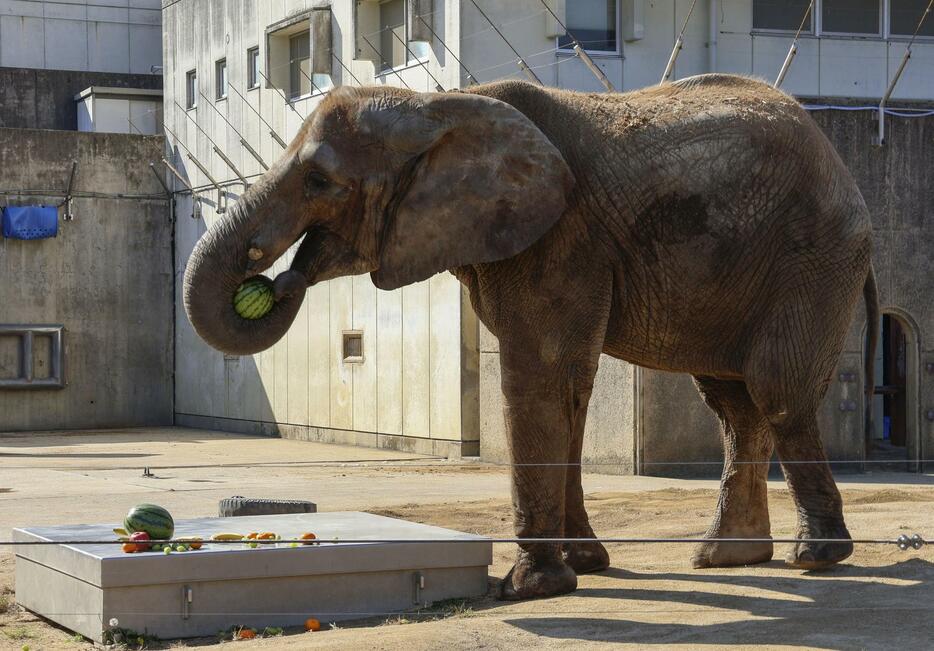 18歳の誕生日を迎え、プレゼントされたスイカを食べるアフリカゾウの「媛」＝9日午後、愛媛県砥部町