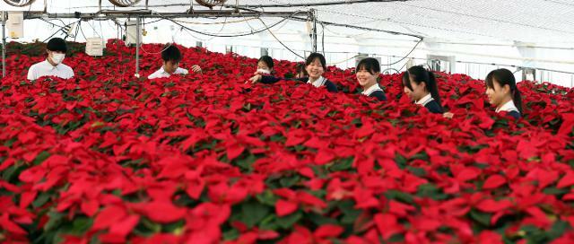 生徒たちが丁寧に育て真っ赤に色付いたポインセチア＝７日、宮崎市・宮崎農業高