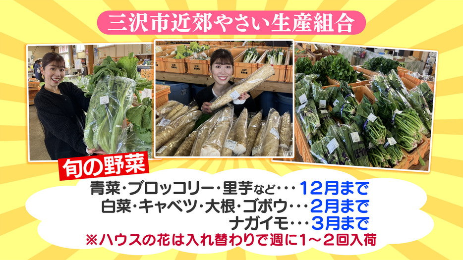 キャベツ・白菜は来年2月まで入荷が続く見込み（三沢市近郊やさい生産組合）