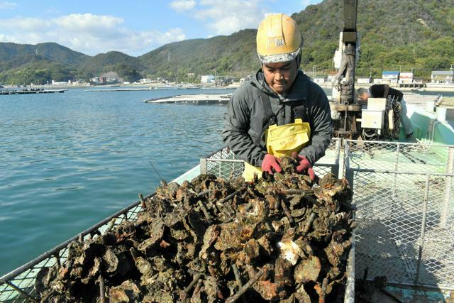 クレーンを使って水揚げしたカキ=2024年11月13日午後1時43分、広島県呉市安浦町、山中由睦撮影