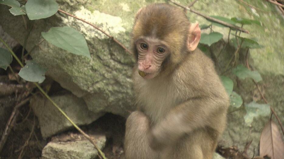 サルの個体数調査始まる