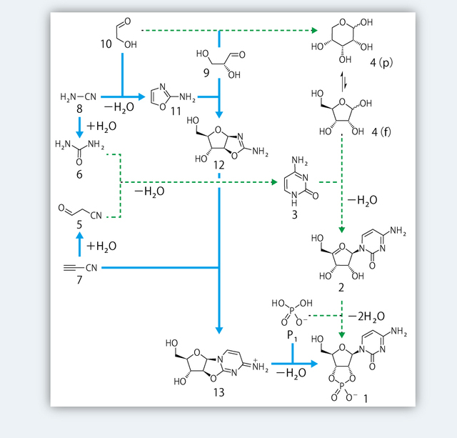 「生物誕生以前の環境条件」でのヌクレオチドの合成。【緑の点線】は、それまで考えられていた経路。4(p)はリボースのピラノース型、4(f)はリボースのフラノース型。3と4(f)から2ができる反応がとくに難しい。【青の太実線】は、サザーランドらが考えた経路……