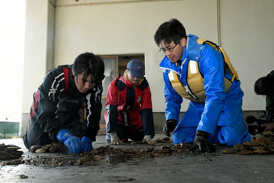 ホタテへい死率を確認した実態調査＝5日午前、青森市の後潟漁協