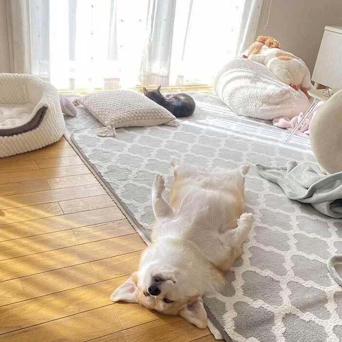 “へそ天”で眠るあんずちゃん。後方にはちくわぶちゃんの姿も【写真提供：ばななな（@Banana_corgi7）さん】