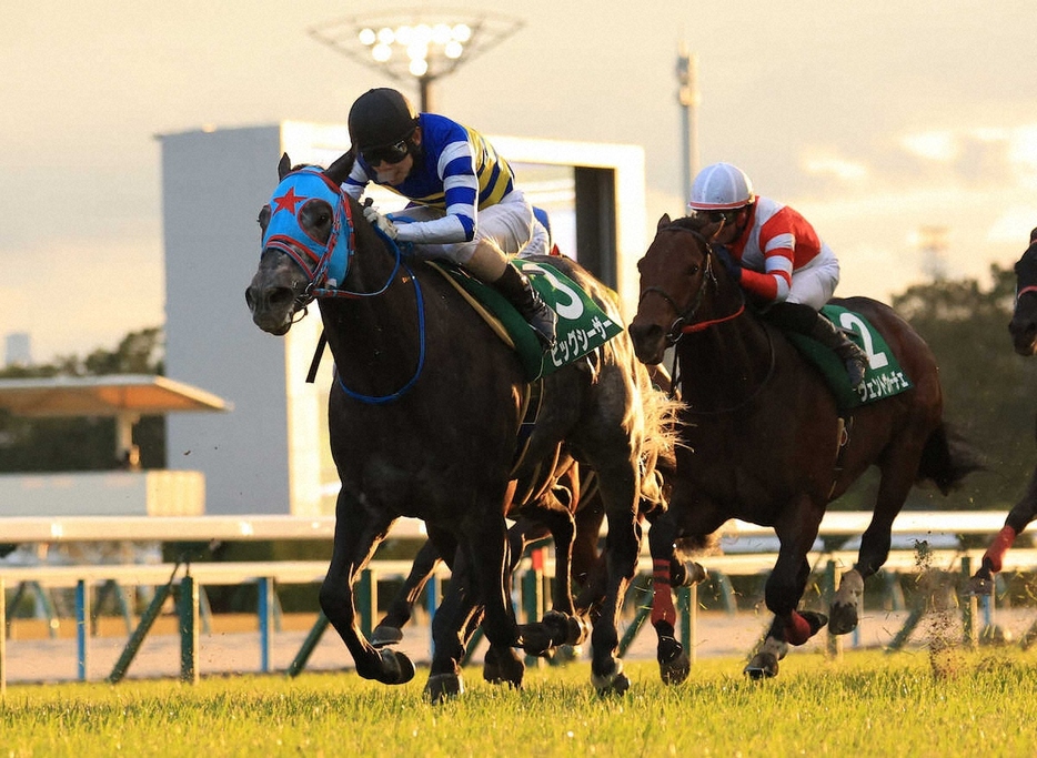 ＜京都競馬　12R　京阪杯＞レースを制したビッグシーザー（撮影・中辻　颯太）