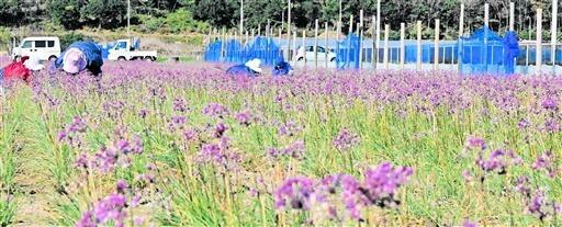 ラッキョウ畑一面に広がる紫色の花=11月14日、福井県坂井市三国町山岸