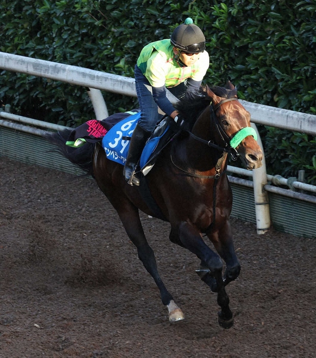 坂路で追い切るエンペラーワケア（撮影・亀井直樹）