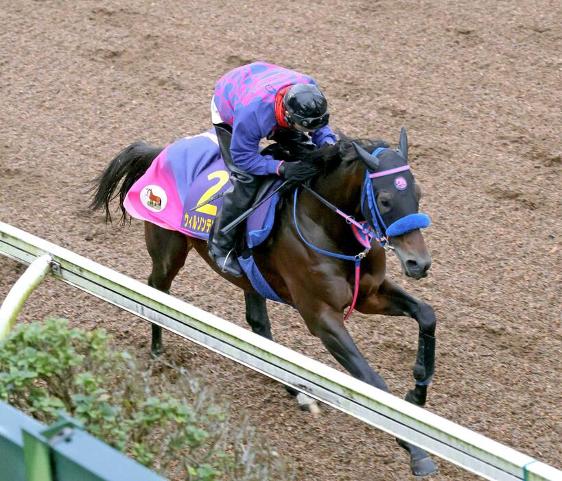 　美浦坂路を力強く駆け上がるウィルソンテソーロ（撮影・西岡正）