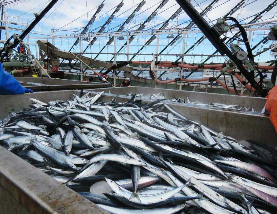 今年の最終水揚量は4万トン前後で着地するペース。2020年以降の5年間では最多になるとみられるが、かつての「20万トン時代」と比べると“豊漁”とは言い難い