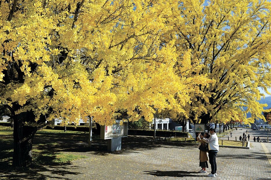 鮮やかに色づいたイチョウの木（松本市のキッセイ文化ホール周辺）