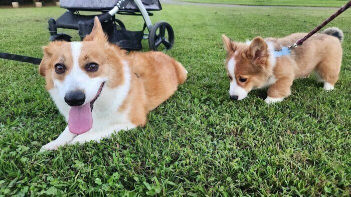 （写真左から）先住犬・ルイくん、マオくん