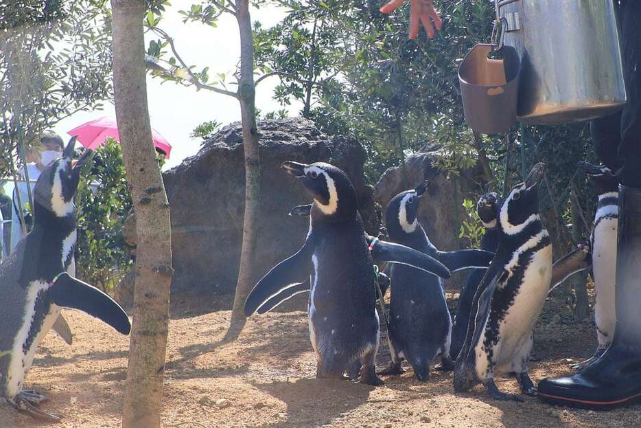 エサの魚を取りあうマゼランペンギン＝神戸市須磨区（西浦健登撮影）