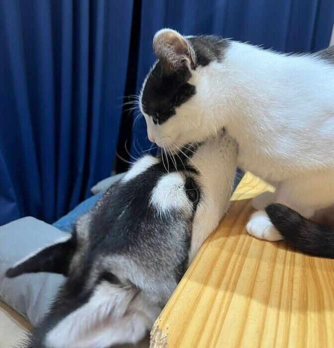 「猫吸いする犬」