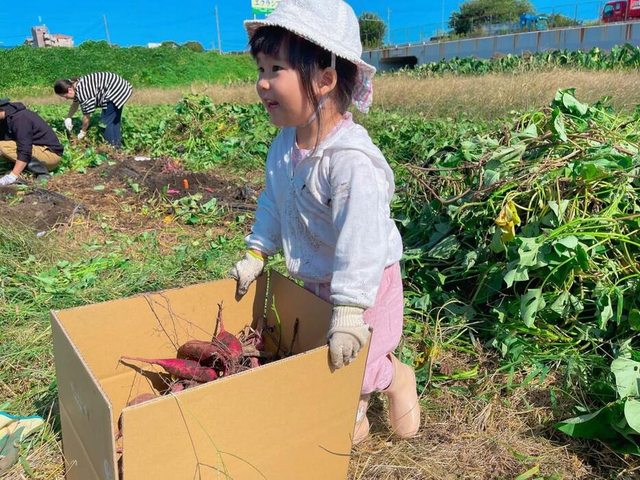 昨年のサツマイモ収穫体験の様子