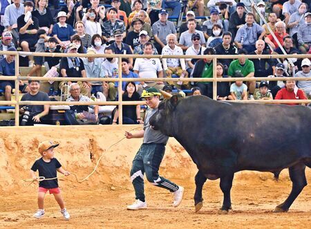 お客さんで満員の闘牛会場。勝利した牛をリードして歩く男の子に、温かい視線が注がれていました＝１０日、うるま市石川多目的ドーム（喜屋武綾菜撮影）